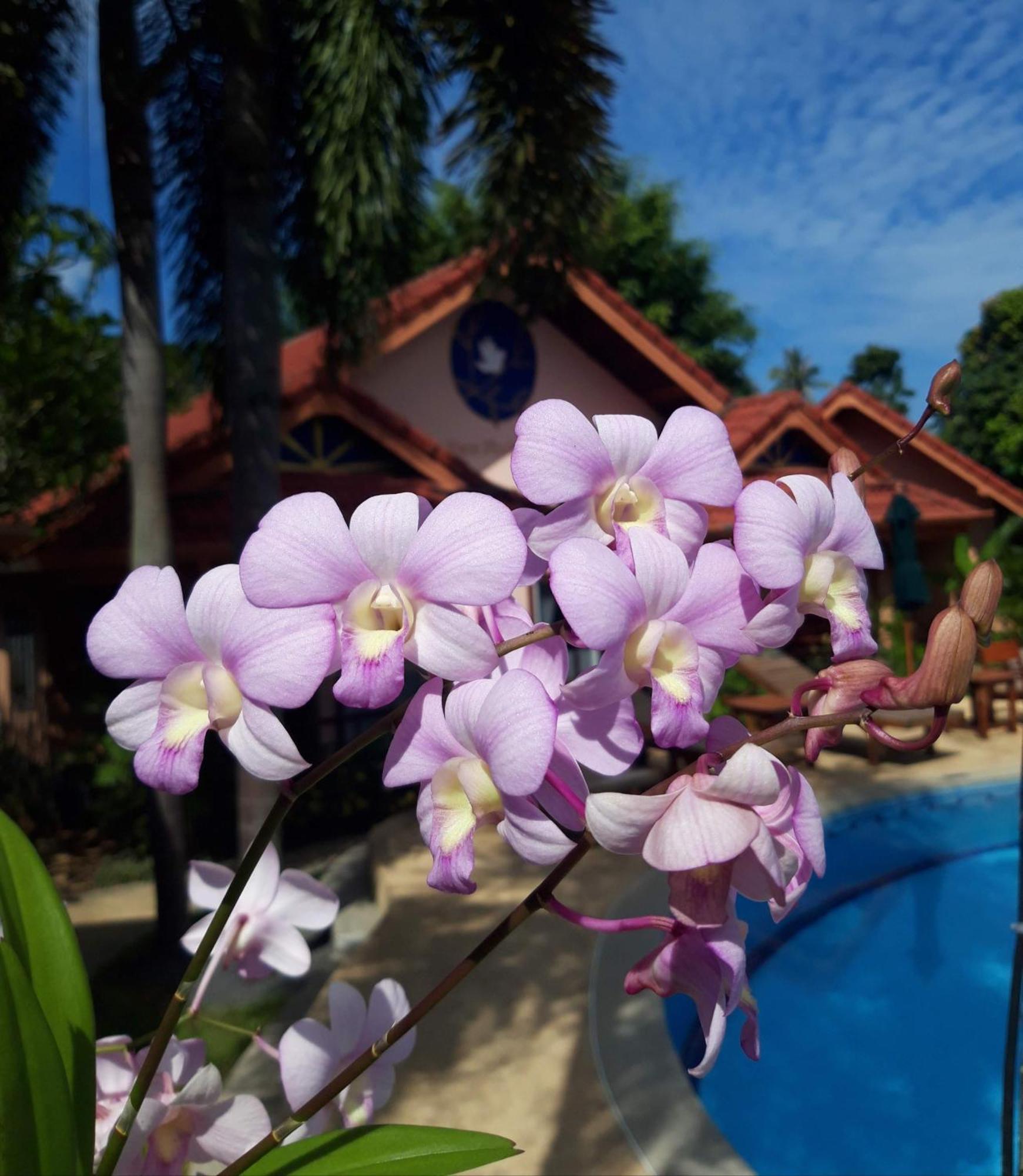 The Pace Phuket Boutique Resort Rawai Ngoại thất bức ảnh