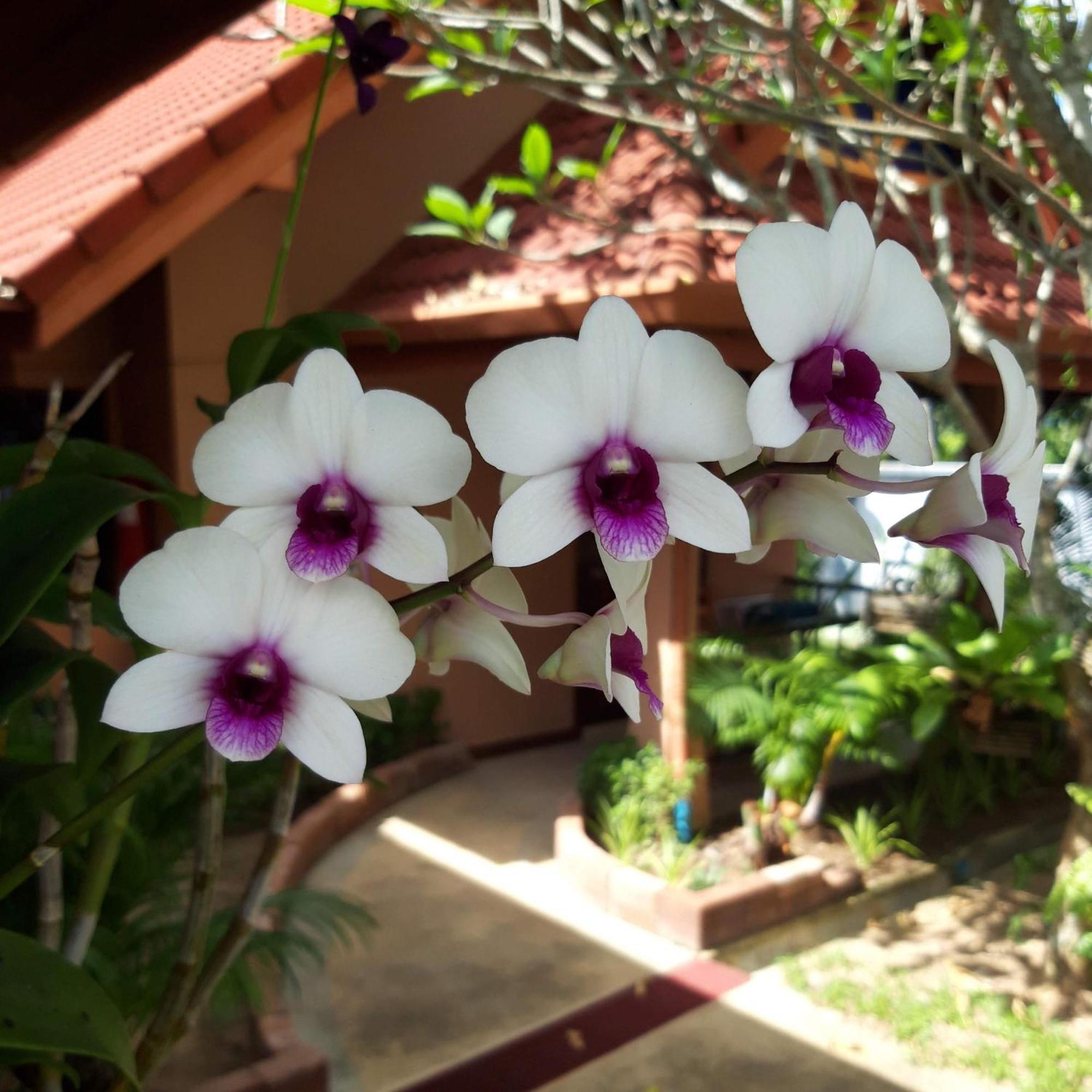 The Pace Phuket Boutique Resort Rawai Ngoại thất bức ảnh